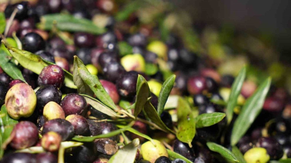 Filistin'de Zeytin Savaşı
